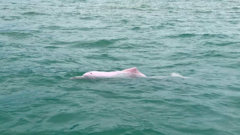 Koh Samui: Pink Dolphin Spotting & Pig Island Speedboat Tour - Who Will Love This Tour?