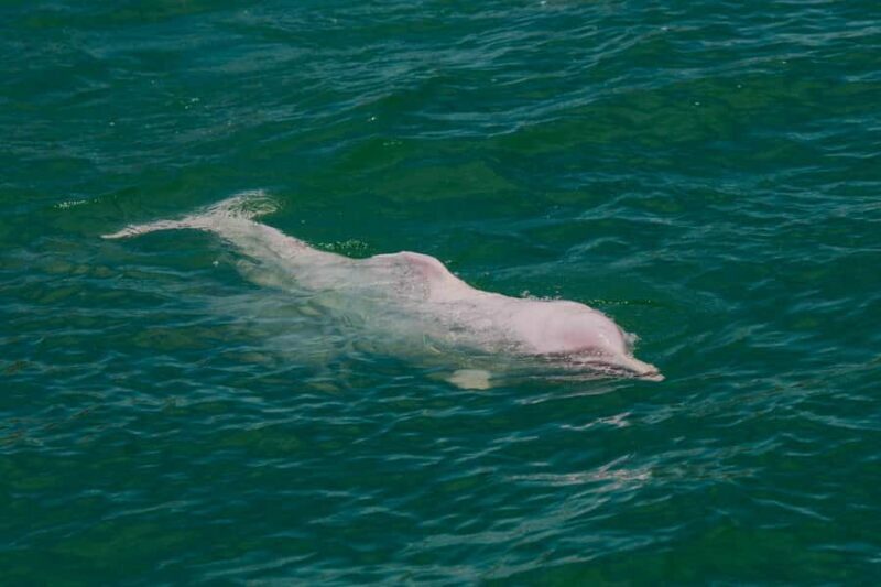 Koh Samui: Pink Dolphin Spotting & Pig Island Speedboat Tour - Practical Tips for Travelers