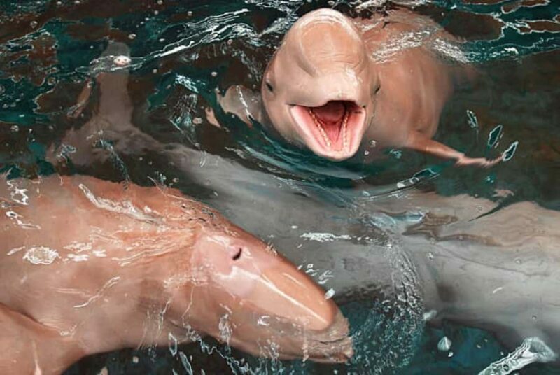 Koh Samui: Pink Dolphin Watching & Snorkeling Tour - Introducing the Koh Samui Pink Dolphin Watching & Snorkeling Tour