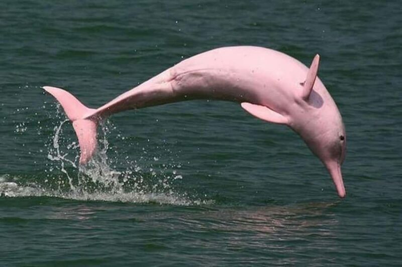Koh Samui: Pink Dolphin Watching & Snorkeling Tour - Who Will Enjoy This Tour?