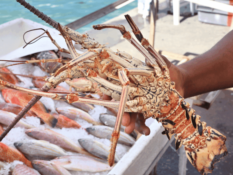Koh Samui: Private Half-day Taxi Tour in the North - Highlights of the Tour