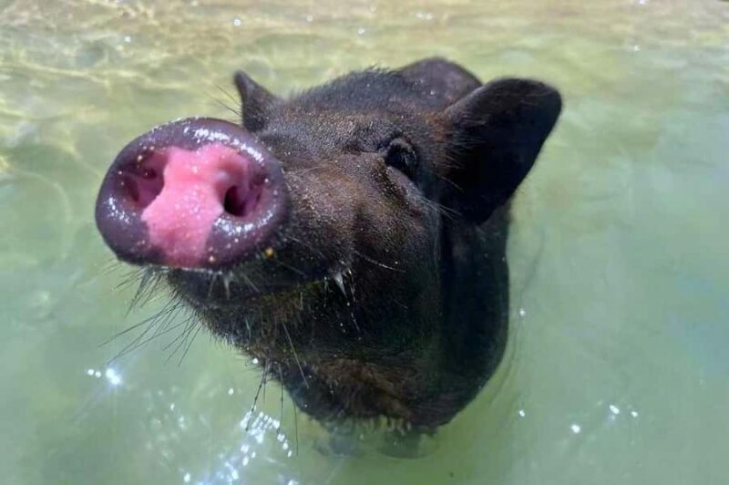 Koh Samui: Private Longtail Boat to Pig Island with Snorkel - Practical Tips for Travelers