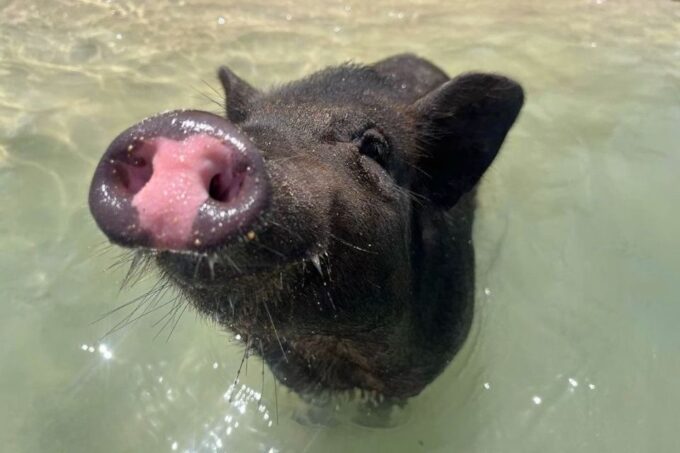 Koh Samui: Private Longtail Tour to Koh Mat Sum (Pig Island) - Frequently Asked Questions