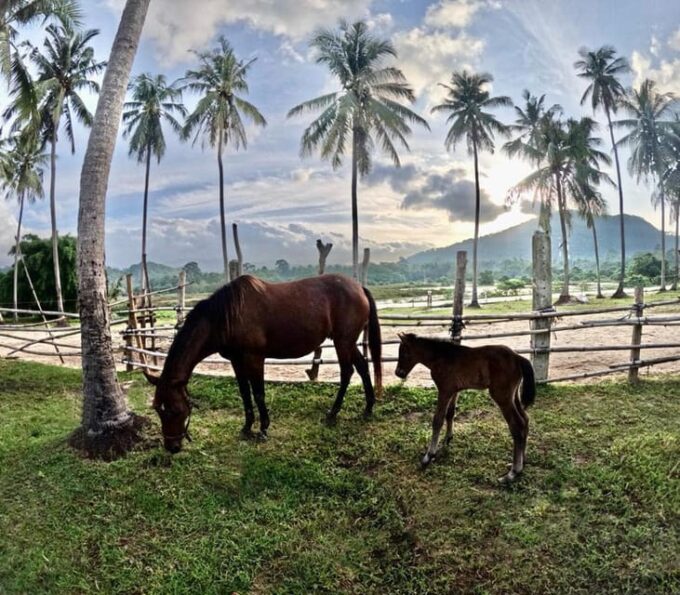 Koh Samui: Sunset Trail Horse Riding on The Beach - Preparing for the Ride
