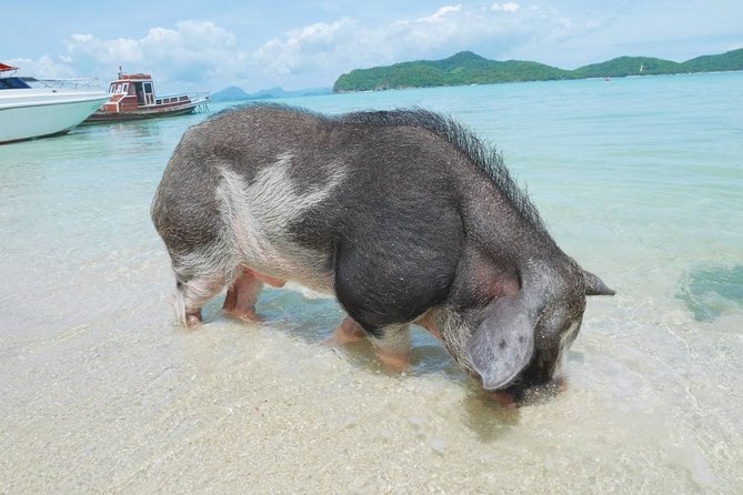 Koh Tan and Koh Madsum Snorkeling Trip By Speedboat From Koh Samui - Plan Your Koh Tan and Koh Madsum Adventure