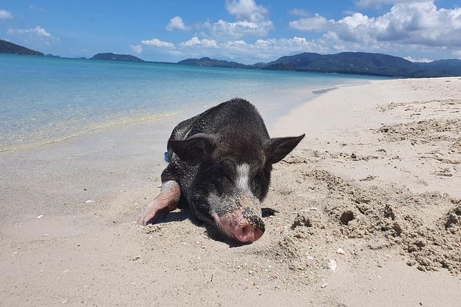 Koh Tan and Koh Madsum Sunset Trip By Speedboat From Koh Samui - Itinerary Adherence and Dinner Experience