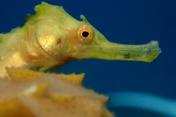 Koh Tao 2-Dive Day Trip From Koh Samui for Certified Divers - Diving Activities and Marine Life