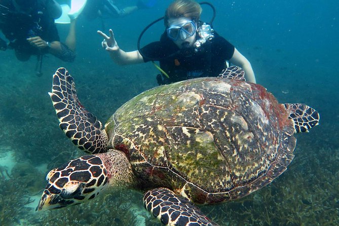 Koh Tao 2-Dive Day Trip From Koh Samui for Certified Divers - Traveler Certification Requirements