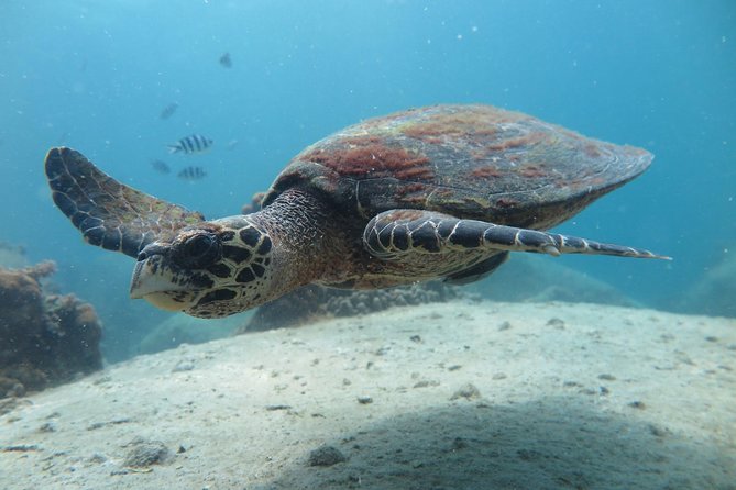 Koh Tao 2-Dive Day Trip From Koh Samui for Certified Divers - Suitable for Certified Divers