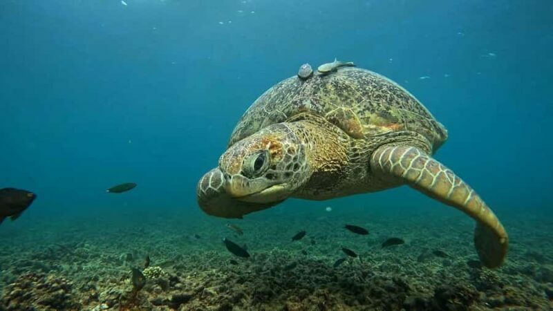 Koh Tao: 5-Bay Guided Snorkeling Tour with Photos - The Practicalities: Transport, Timing, and Group Size