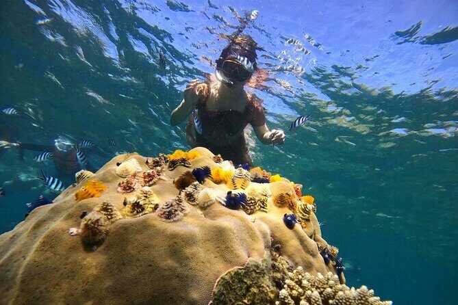 Koh Tao and Koh Nang Yuan Snorkel Tour (Speedboat from Koh Samui) - Who Should Consider This Tour?