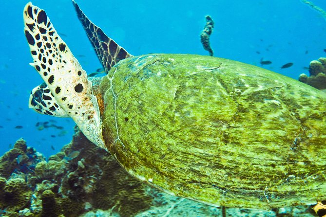 Koh Tao and Koh Nang Yuan Snorkel Tour (Speedboat From Koh Samui) - Activity Details
