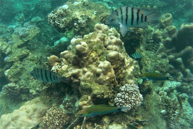 Koh Tao and Koh Nang Yuan Snorkel Tour (Speedboat From Koh Samui) - Highlights of the Tour