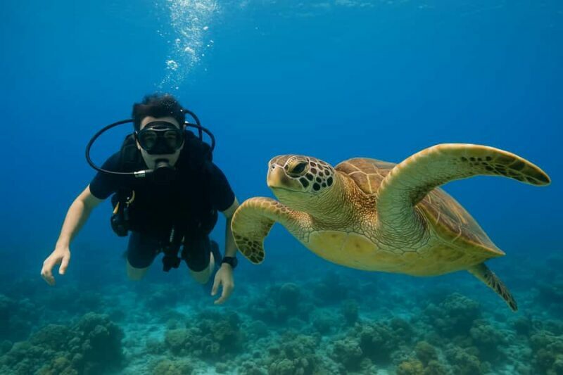 Koh Tao: Beginner Scuba Diving Experience with Gear - Exploring Koh Tao’s Beginner Scuba Experience: Safe, Simple & Stunning