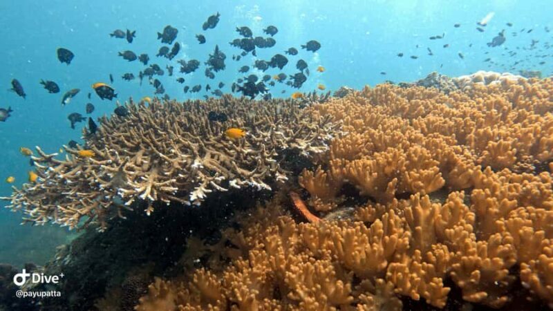 Koh Tao: Beginner Scuba Diving Experience with Gear - Key Points