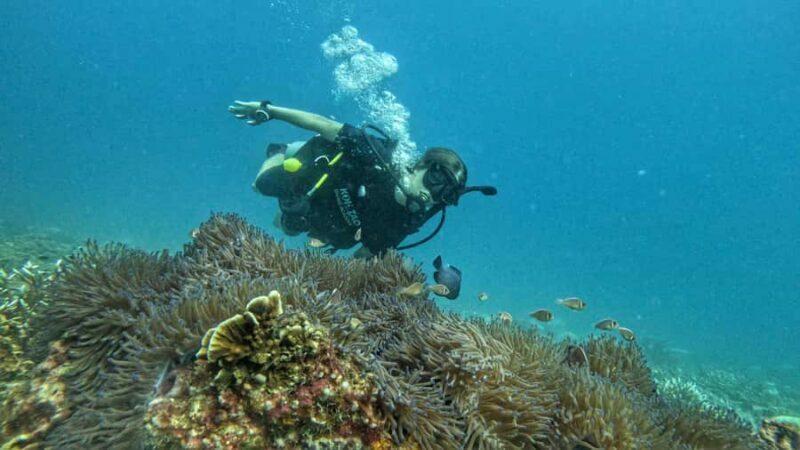 Koh Tao: Beginner Scuba Diving Experience with Gear - FAQ