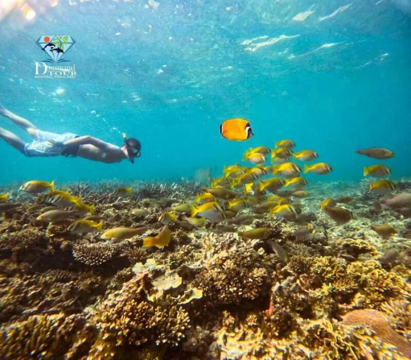 Koh Tao: Full-Day Snorkeling Tour with Lunch & Hotel Pick-up - An Honest Look at the Koh Tao Snorkeling Tour