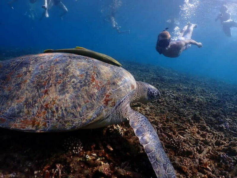 Koh Tao: Golden Hour Getaway Your Late Start to Paradise - Key Points