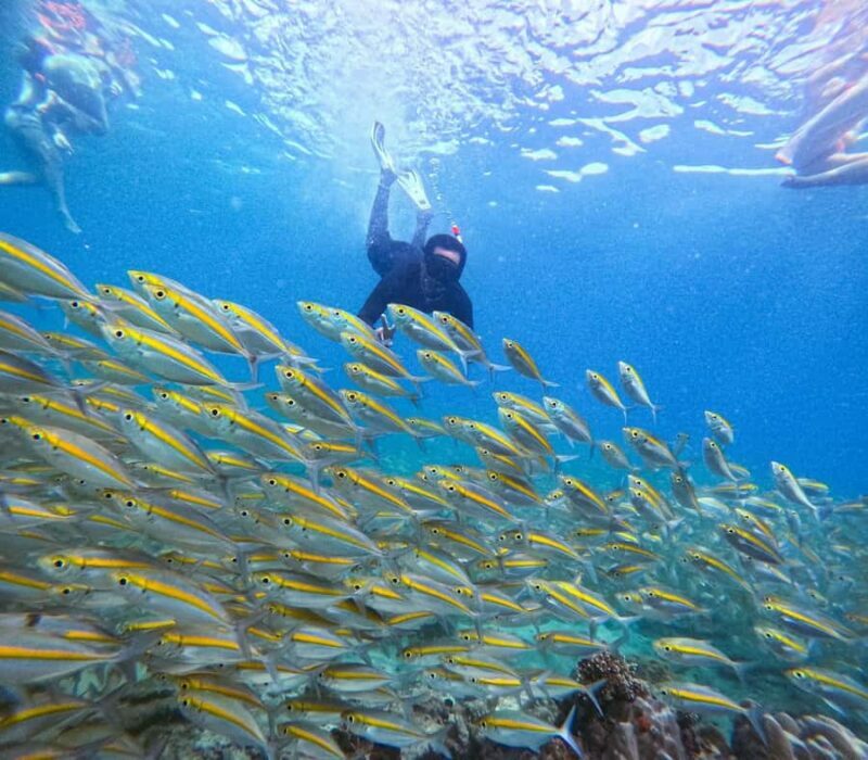 Koh Tao: Half-Day Sunset Snorkeling Tour with Lunch & Pickup - Practical Details & Considerations