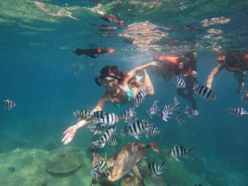 Koh Tao: Half-Day Sunset Snorkeling Tour with Lunch & Pickup - Authentic Experiences & Traveler Feedback