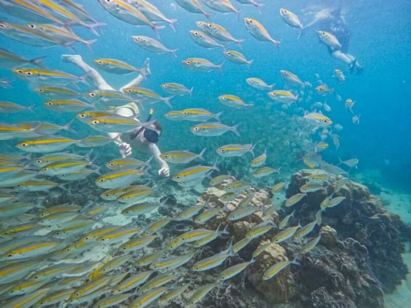 Koh Tao: Half-Day Sunset Snorkeling Tour with Lunch & Pickup - Analyzing the Value
