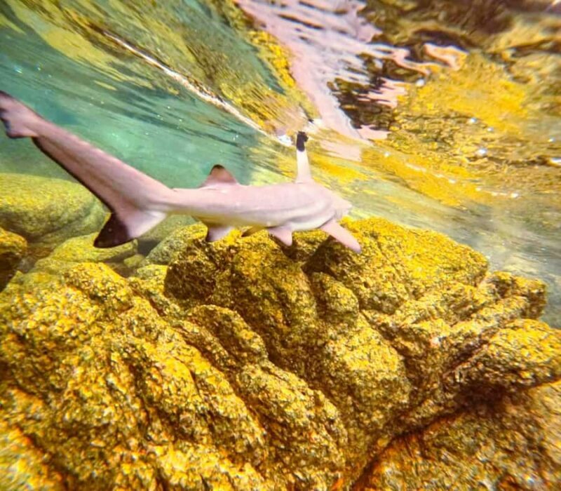 Koh Tao: Half-Day Sunset Snorkeling Tour with Lunch & Pickup - Final Thoughts