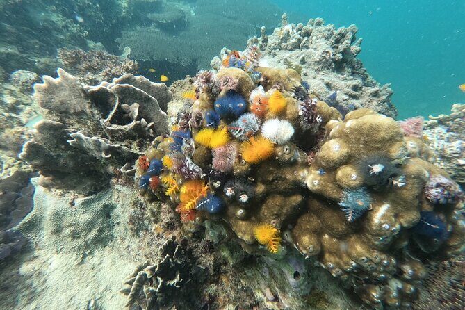 Koh Tao & Koh Nang Yuan Snorkeling Tour by Speed Boat from Samui - FAQ