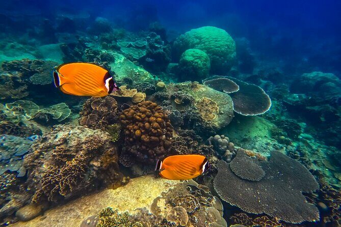 Koh Tao, Koh Nangyuan and Hidden Bays Snorkeling with Lunch - Overall Value and Practical Tips