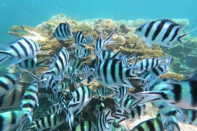 Koh Tao & Koh Nangyuan by Speed Boat (Snorkeling Trip From Koh Samui) - Included Gear and Fees