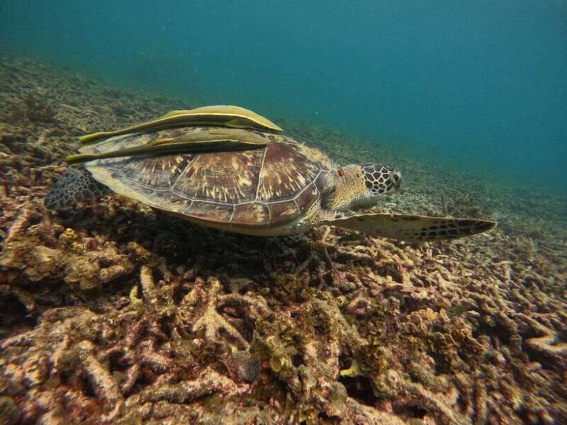 Koh Tao: Koh Nangyuan & Hidden Bays Snorkeling Tour W/ Lunch - Lunch on Board