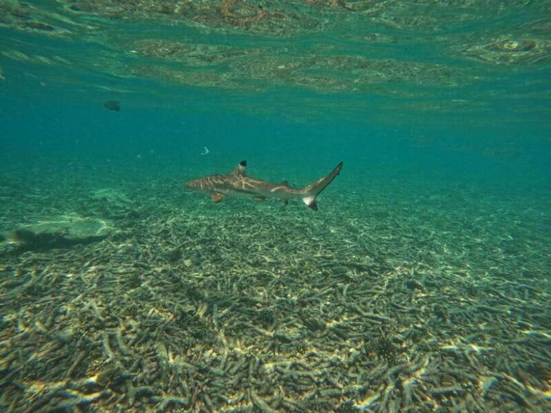 Koh Tao: Koh Nangyuan & Hidden Bays Snorkeling Tour W/ Lunch - Included Amenities