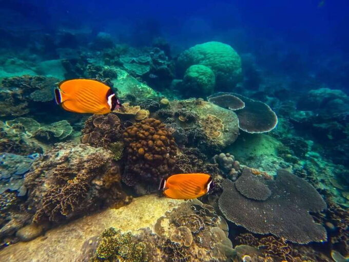 Koh Tao: Koh Nangyuan & Hidden Bays Snorkeling Tour W/ Lunch - Restrictions and Important Information