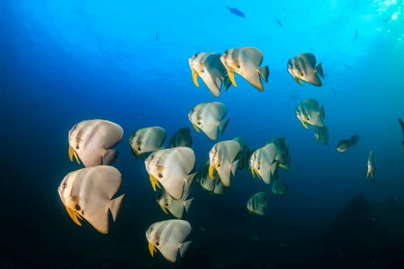 Koh Tao: PADI Premium Open Water Diver Course (2.5 Days) - Key Points