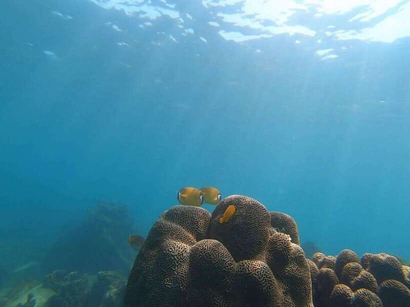 Koh Tao: Premium Snorkel Tour to Koh Nangyuan Bays by Oxygen - Itinerary Highlights