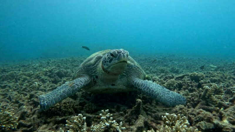 Koh Tao: Snorkeling and Sunset Tour - Final Thoughts
