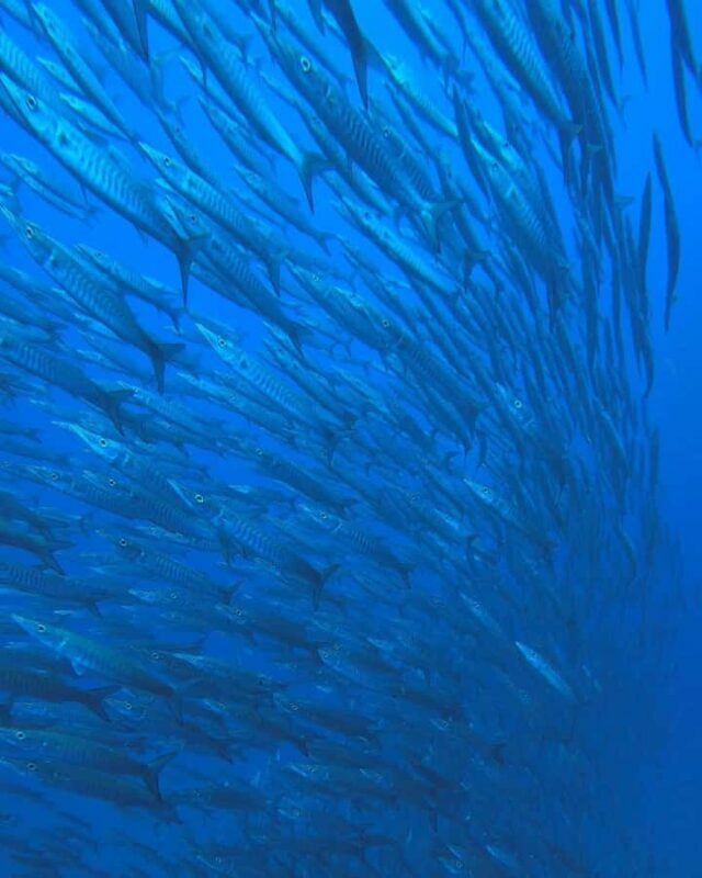 Koh Tao: Try Scuba Diving Experience + Hotel Pickup 2-dives - Who Will Love This Experience?