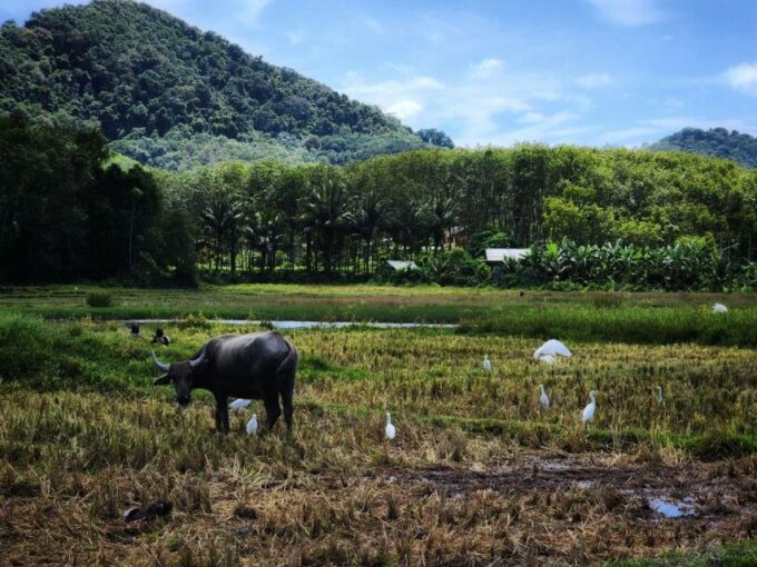 Koh Yao & Hong Islands Discovery: Bicycles, Lagoons, Beaches - Frequently Asked Questions