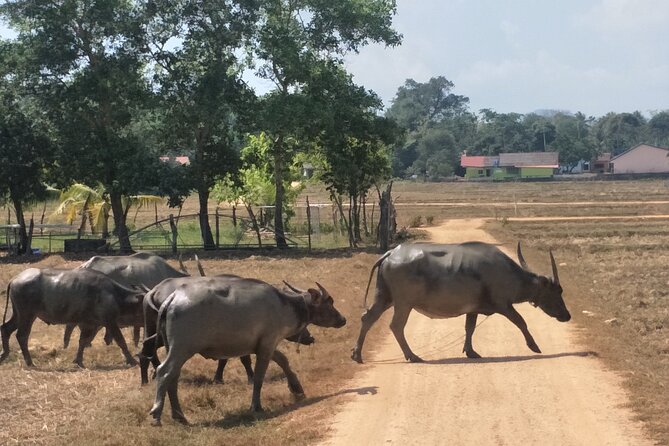Koh Yao Noi Cycling and Beach - Inclusions and Exclusions