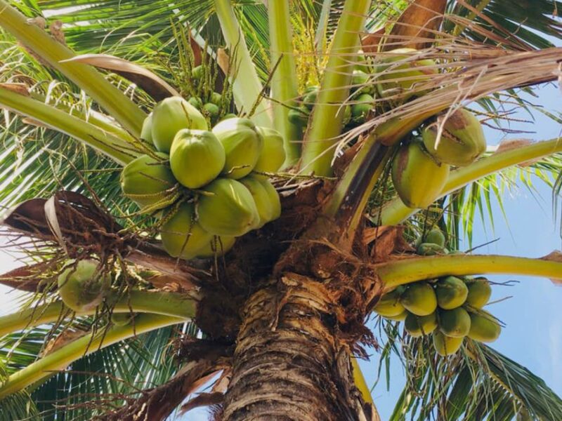 Koh Yao Noi: The Local Way of Life Eco Half-Day Tour - Booking Information