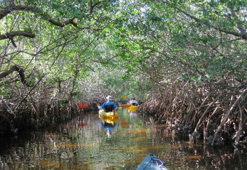 Koh Yao Yai : Mangrove Kayaking Adventure - Analyzing the Experience: What You Can Expect