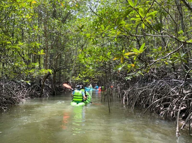 Koh Yao Yai : Mangrove Kayaking Adventure - Considerations and Limitations