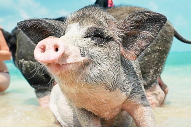 Kohsamui.Tours - Pig Island Snorkeling Eco Tour by Speed Boat - Meals and Equipment