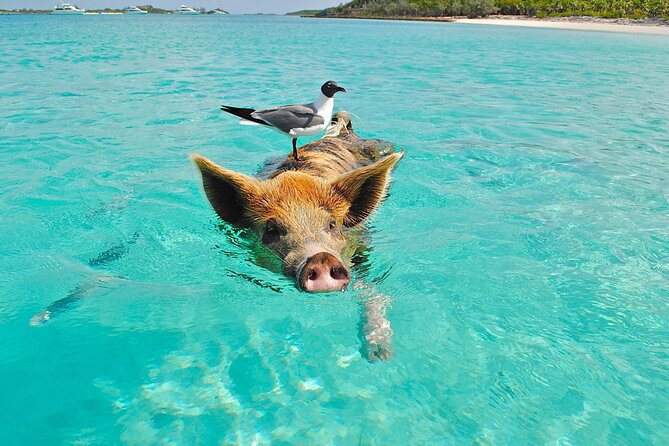 Kohsamui.Tours - Pig Island Snorkeling Eco Tour by Speed Boat - Transportation and Pickup Details