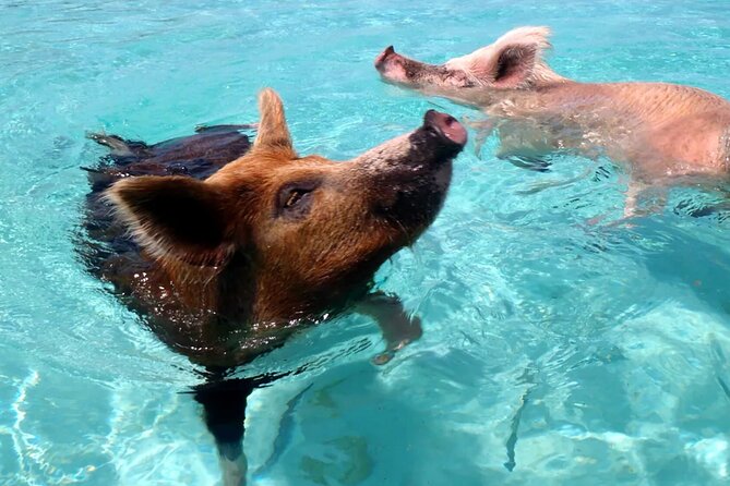 Kohsamui.Tours - Pig Island Snorkeling Eco Tour by Speed Boat - Island Hopping and Water Transfers