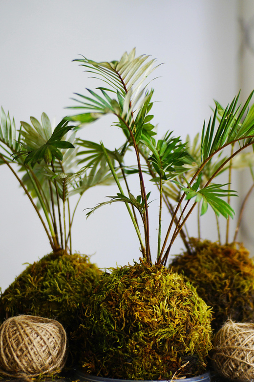 KOKEDAMA Moss Ball Making Workshop - Artistic Experience