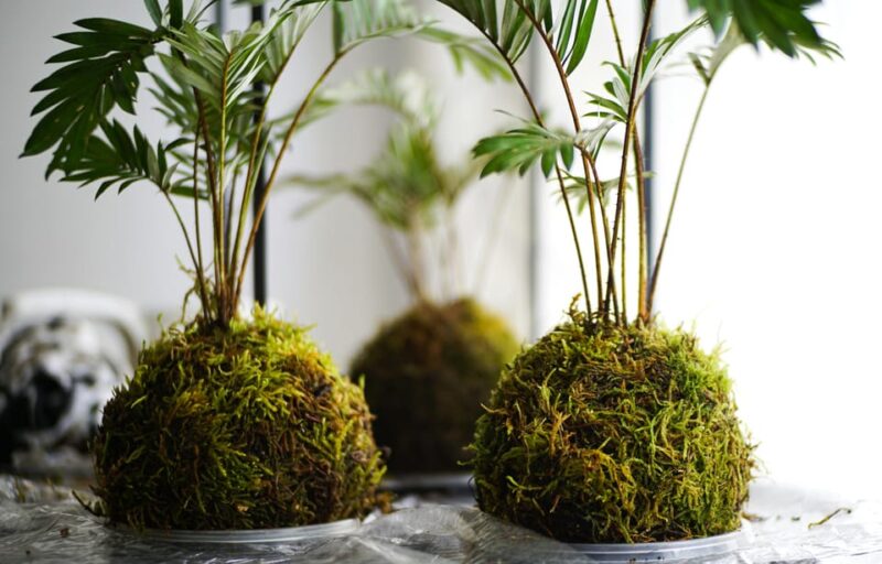KOKEDAMA Moss Ball Making Workshop - Workshop Activities
