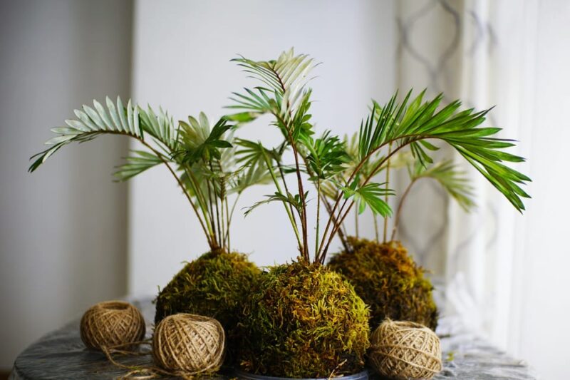 KOKEDAMA Moss Ball Making Workshop - Location and Directions