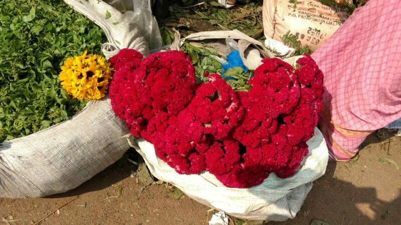 Kolkata: Half-Day Morning Tour w/ Flower Market - Who Should Consider This Tour?