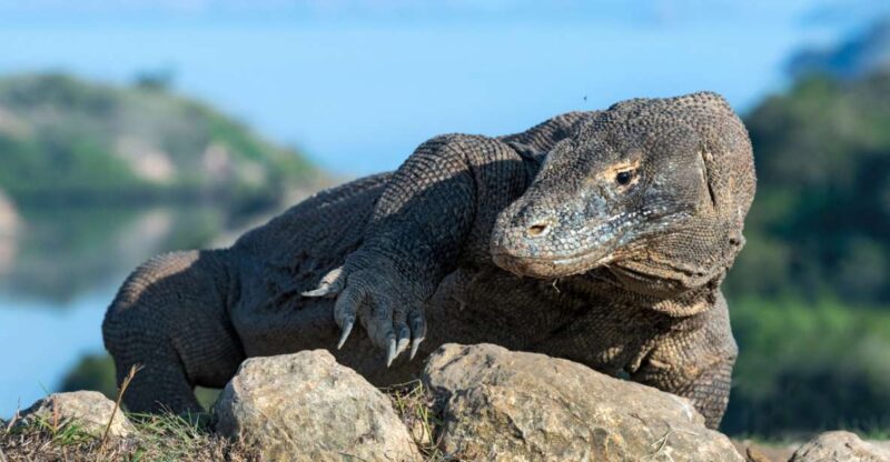 Komodo: 4-Day Private Tour With Overnight Boat and Hotel - Itinerary Highlights