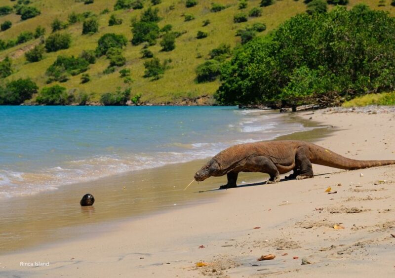 Komodo: 4-Day Private Tour With Overnight Boat and Hotel - Customer Feedback and Ratings